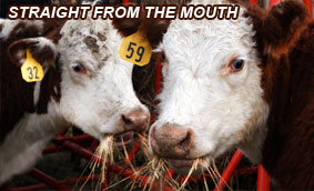 Save Hay - Straight from the Cow's Mouth